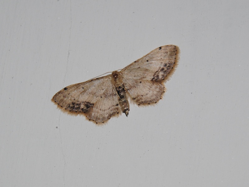 Identificazione - Geometridae